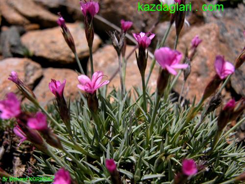 Dianthus arpadianus ( Hsnyusuf )