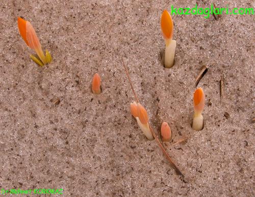 Crocus gargaricus herbert (idem)